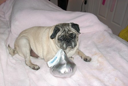 Valentine Pug