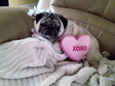 Valentine's Pug