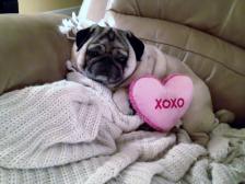 Valentine's Pug