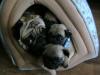 dad and sons x 3 in cat igloo,