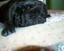 Sleepy Pug