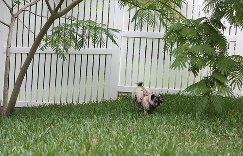 Getting reacquainted with the yard