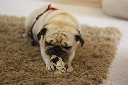 His most recent obsession