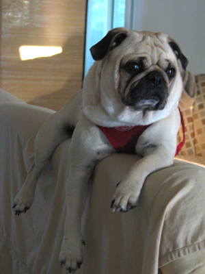 Benjamin likes to mimic his sister