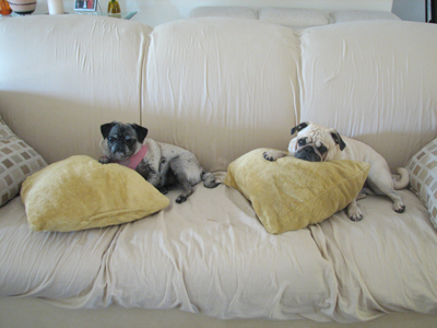 Luna following her big brother