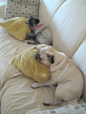 Luna mimicking Benny