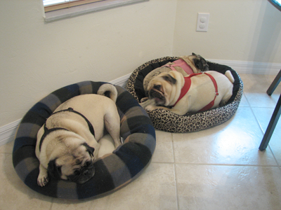 Benjamin, Henry & Luna in their makeshift beds in the kitchen