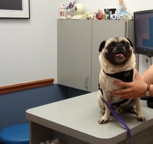 Henry at the eye doctor with Luna