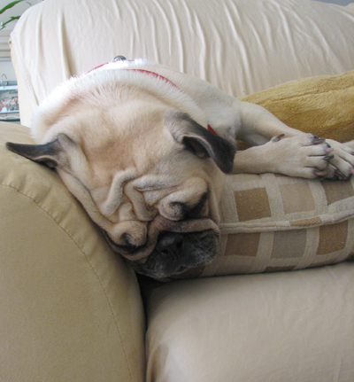 Benjamin resting after his trip to the eye doctor