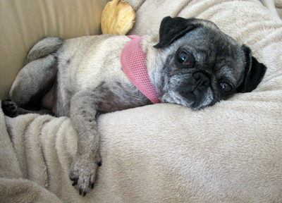 Luna resting after her trip to the eye doctor