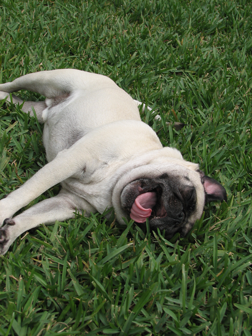 Henry rolling in the grass