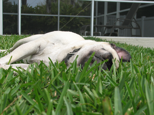 Henry laying in the grass