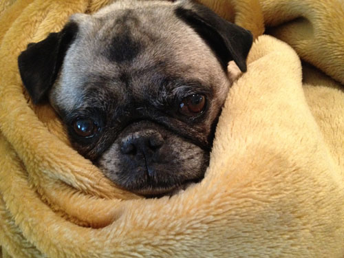 Cozy pug in a blanket. (With images) | Pugs, Blanket, Cozy