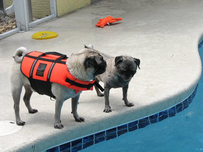 Henry & Luna poolside