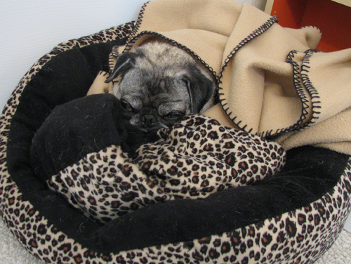 Luna in her blanket.