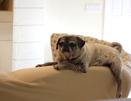 Luna on the back of the couch