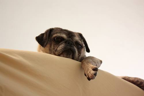 Luna on the back of the couch
