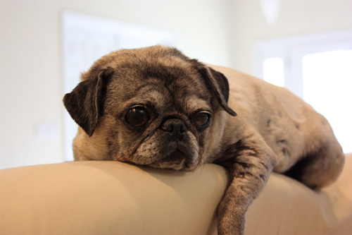 Luna on the back of the couch