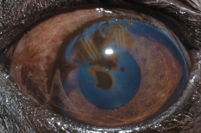 Luna's eye with water on it