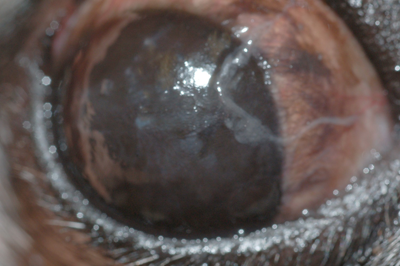 Picture of Luna's good eye taken by the ophthalmologist on our latest visit