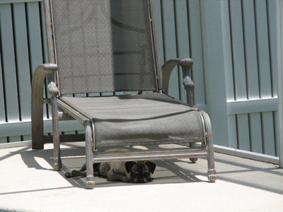 Luna under the lounge chair
