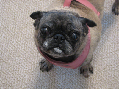 Luna with yogurt on her face