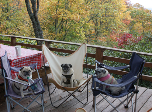Benjamin, Henry and Luna in Maggie Valley NC