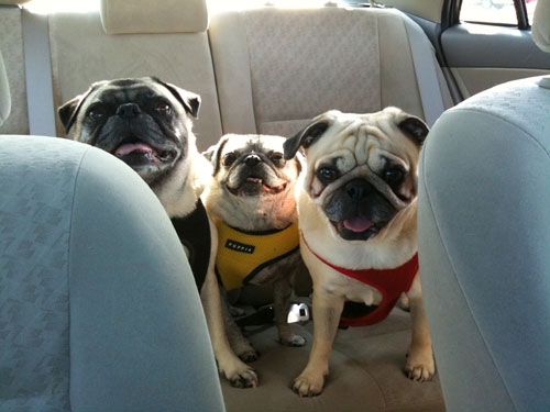 Henry, Luna and Benjamin