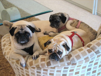 Benjamin, Henry & Luna in the morning