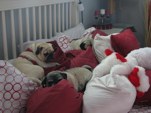 The boys and Luna snuggled in the pillows