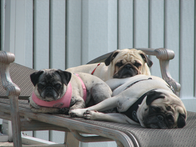 Pug Pile
