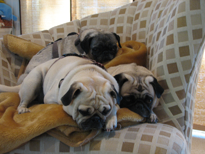 Pug Pile - The Pug Blog