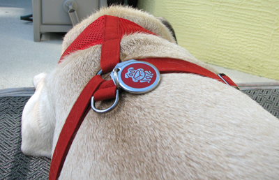 Benjamin's Red Dingo Dog Tag