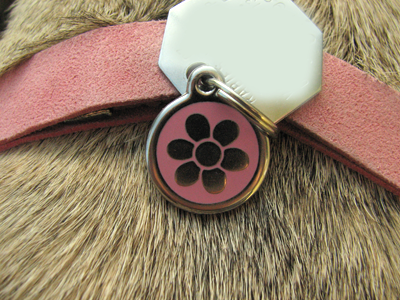 Luna's Red Dingo Dog Tag
