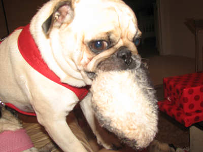 Benjamin with his puffy