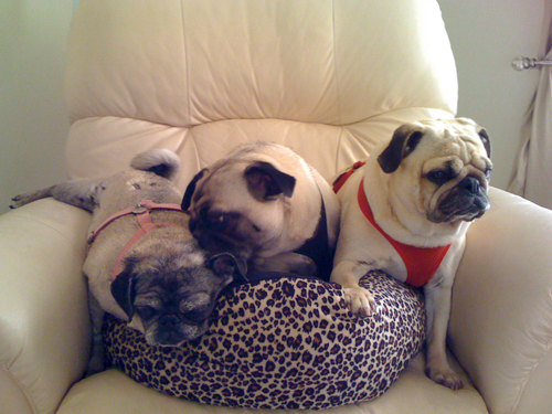 Luna, Henry & Benjamin