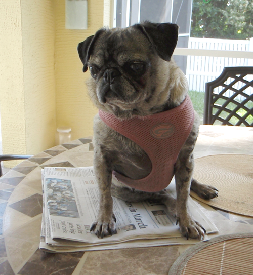 Luna sitting on the newspaper