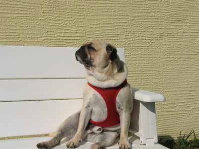 Benjamin worshiping the sun