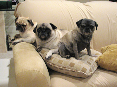 Benjamin, Henry & Luna the Princess