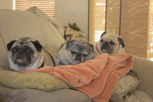 Benjamin, Henry and Luna