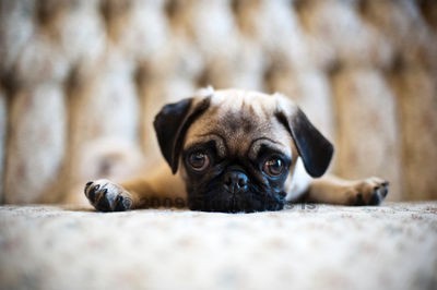 Featured Pug Pictures - Owned by Pugs.com
